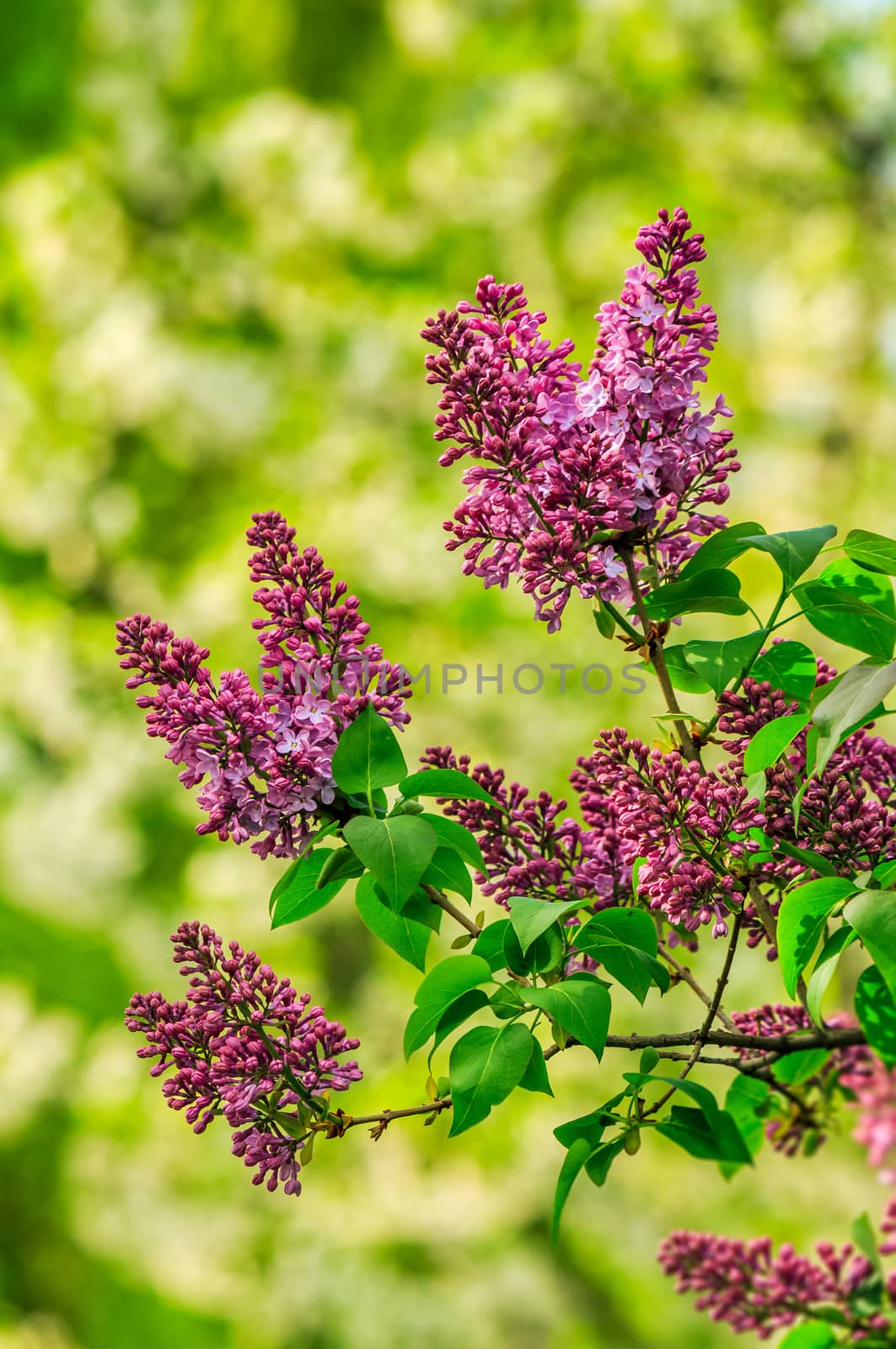 purple lilac blossom in garden at springtime by Pellinni