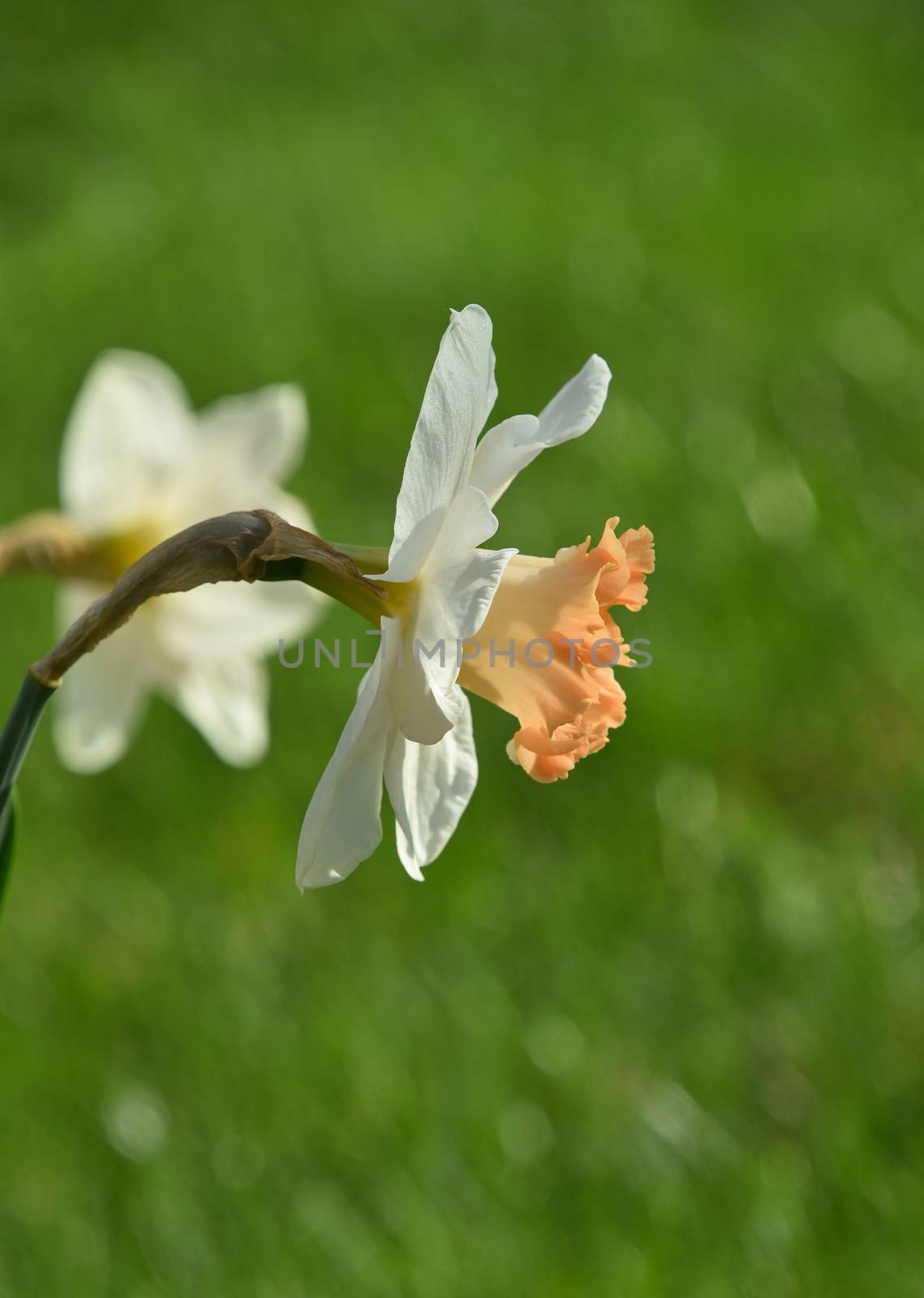 White narcissus flower head over fresh green spring grass background in back light