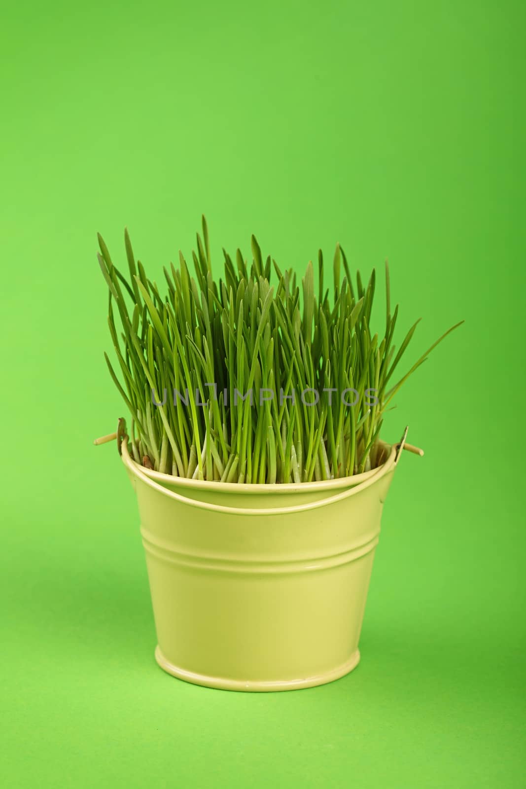 Spring fresh grass growing in small painted metal bucket, close up over green paper background, low angle side view