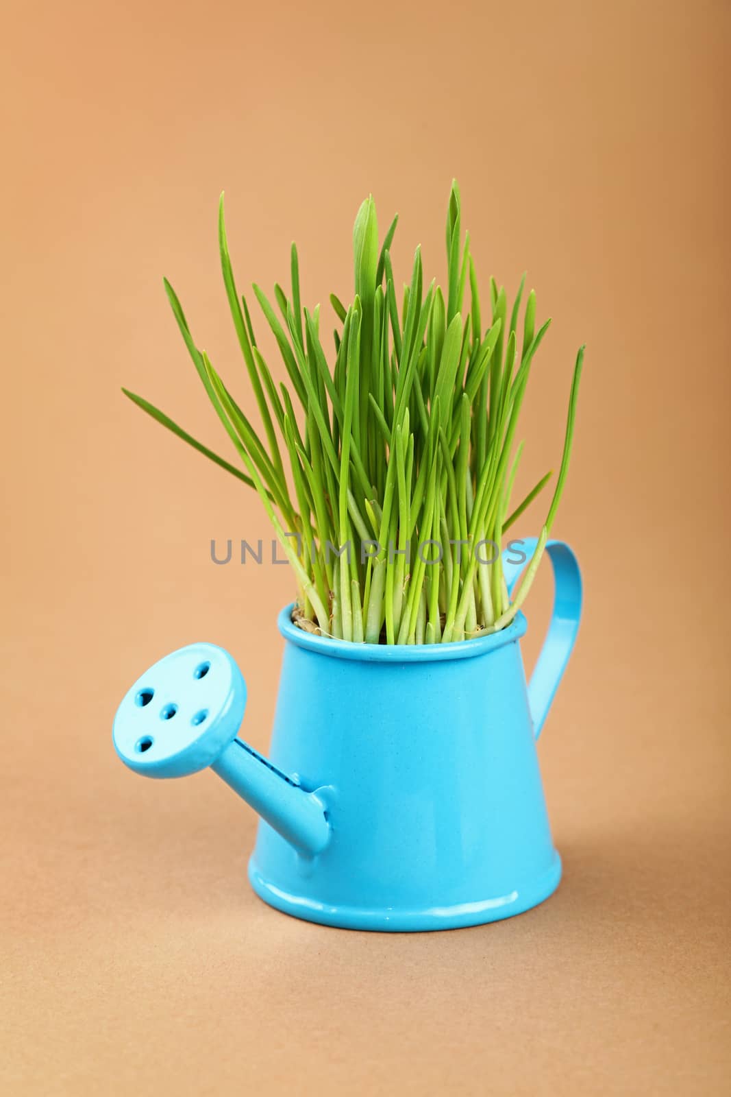 Spring fresh green grass growing in small blue metal watering pot, close up over brown kraft paper parchment background, high angle side view