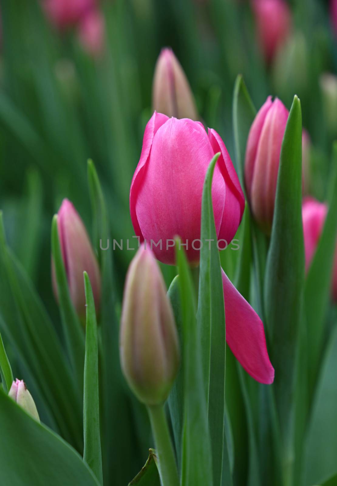 Pink fresh springtime tulip flowers with green leaves growing, close up, low angle view