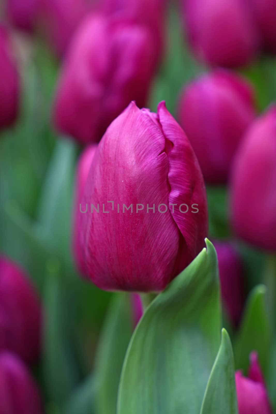 Purple fresh springtime tulip flowers with green leaves growing in field, close up, low angle view