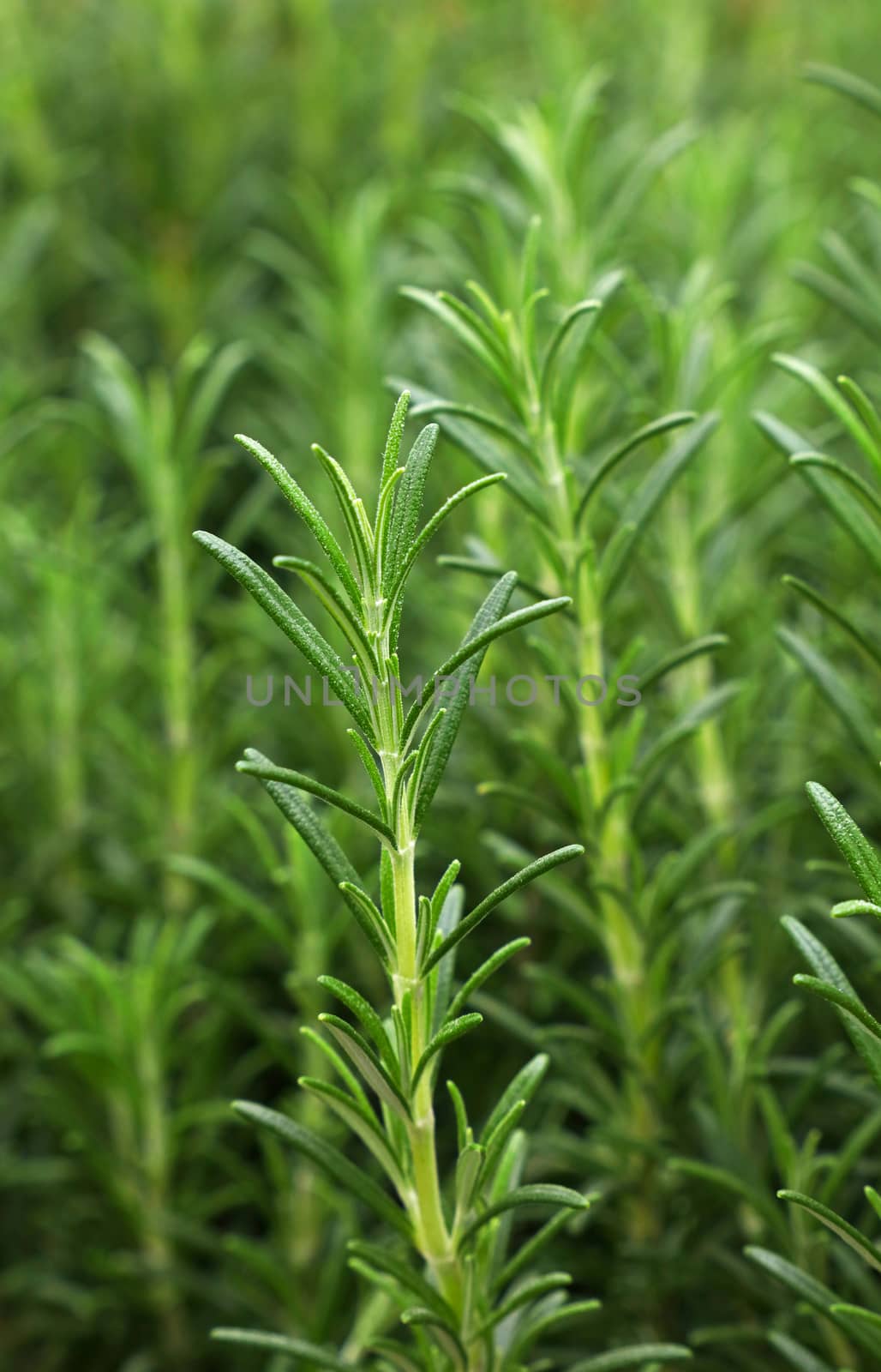 Green fresh rosemary spicy herb (Rosmarinus officinalis) sprouts growing, close up, high angle view