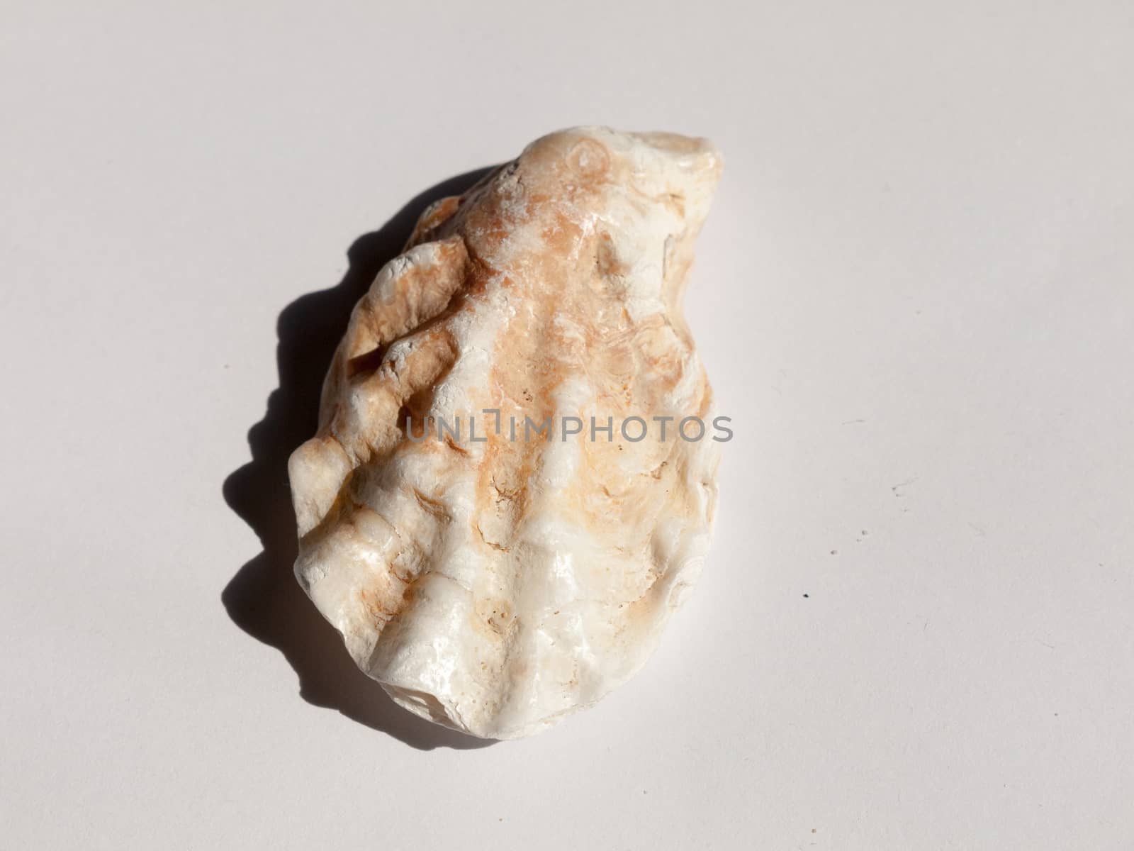 a white and brown rough textured oyster shell taken from a beach marine sailing maritime