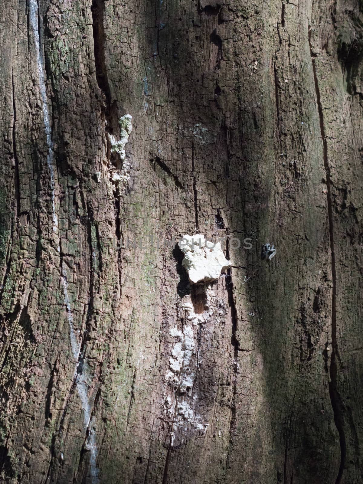 A Small Clump of White Fungus Growing on the Side Bark of A tree with Cracks and Streaks and Texture in Spring