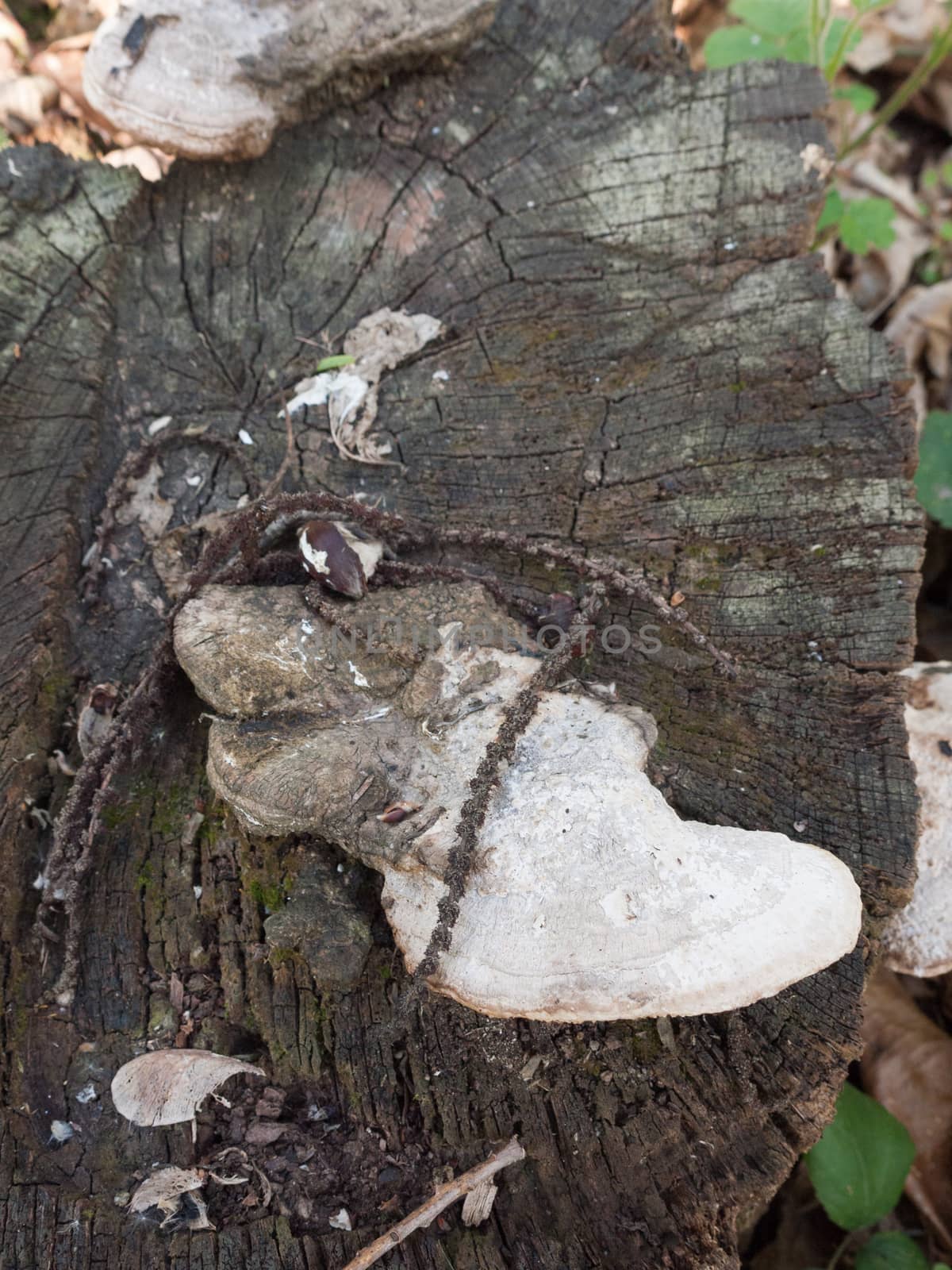 White Fungus Growing and Attached to a Chopped and Cut Down Wood Stump with Texture and Cracks in a Forest in Spring