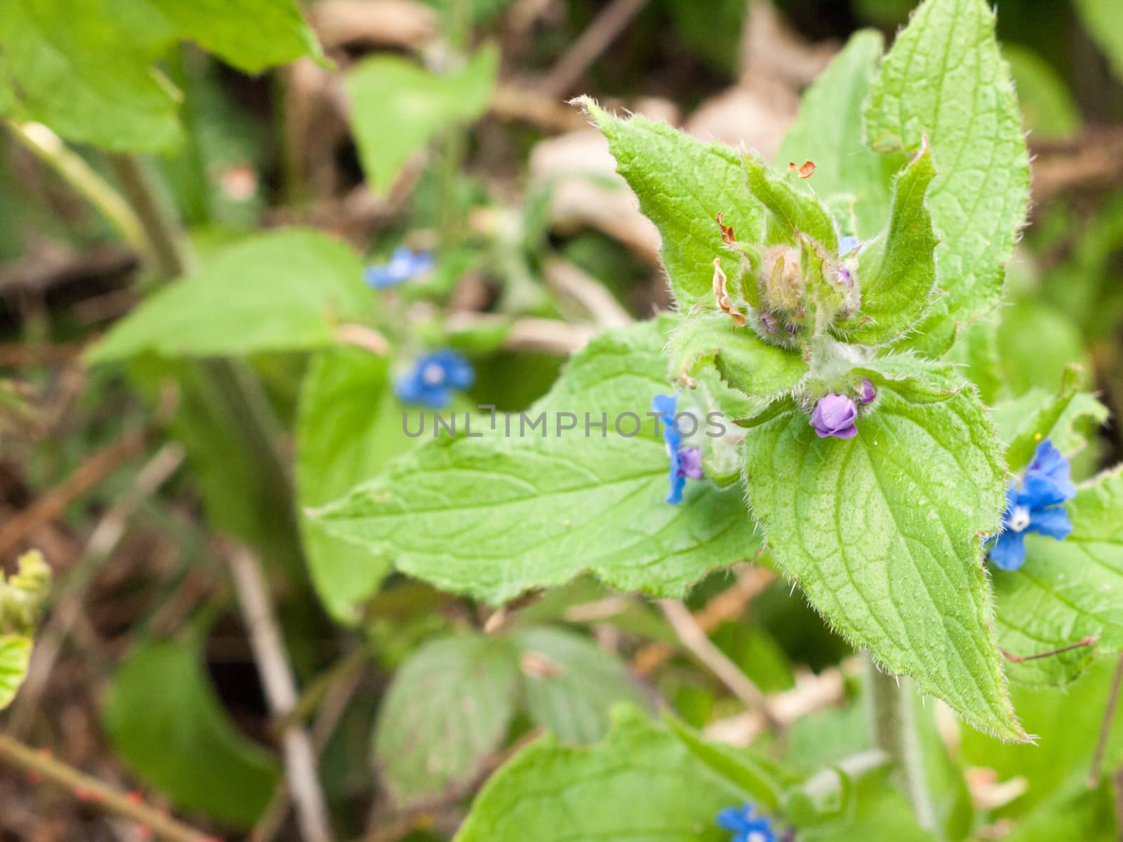 a macro of a flower head with small blue flowers and various bit by callumrc