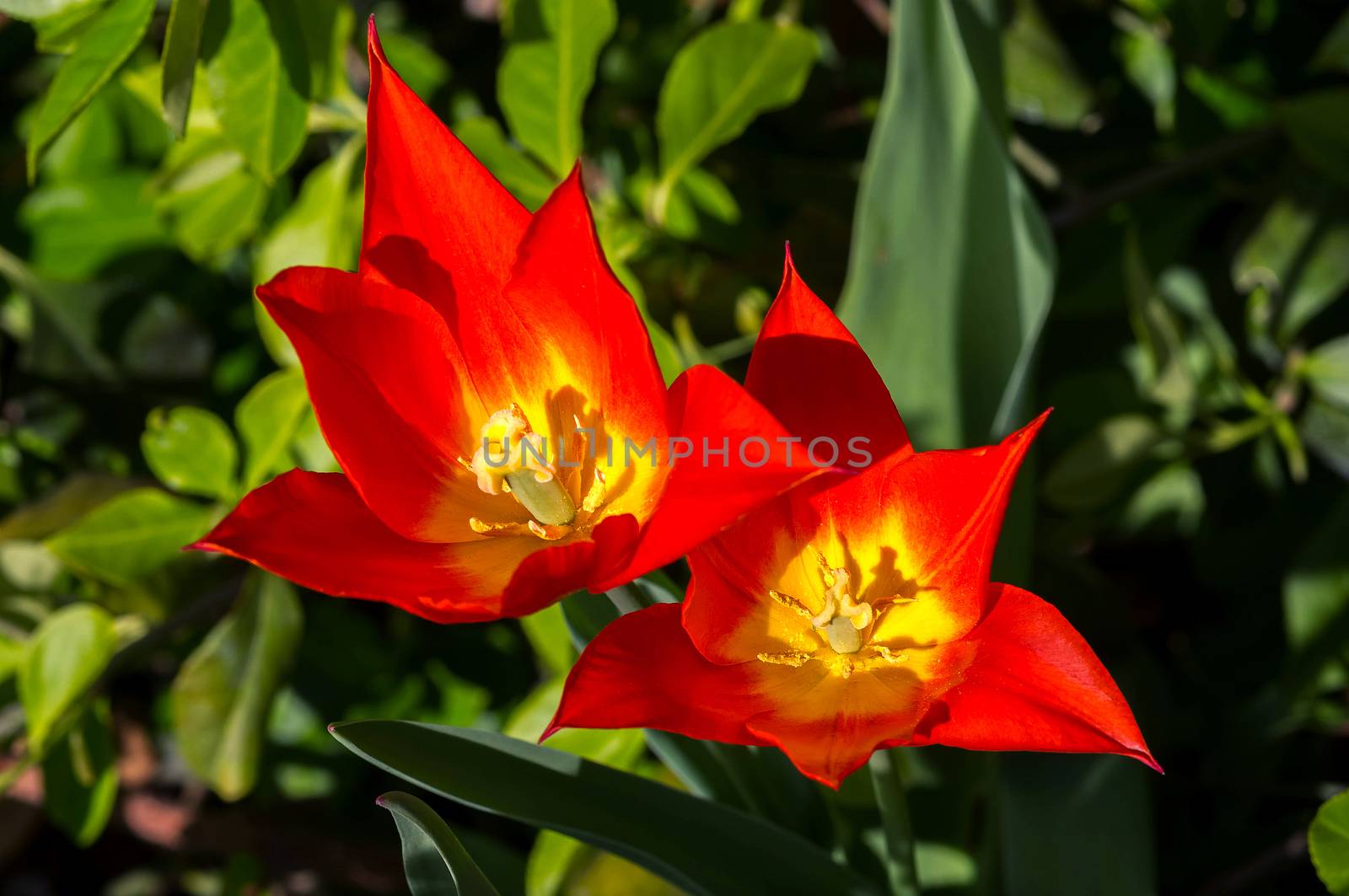 Two yellow and orange tulips in a garden.