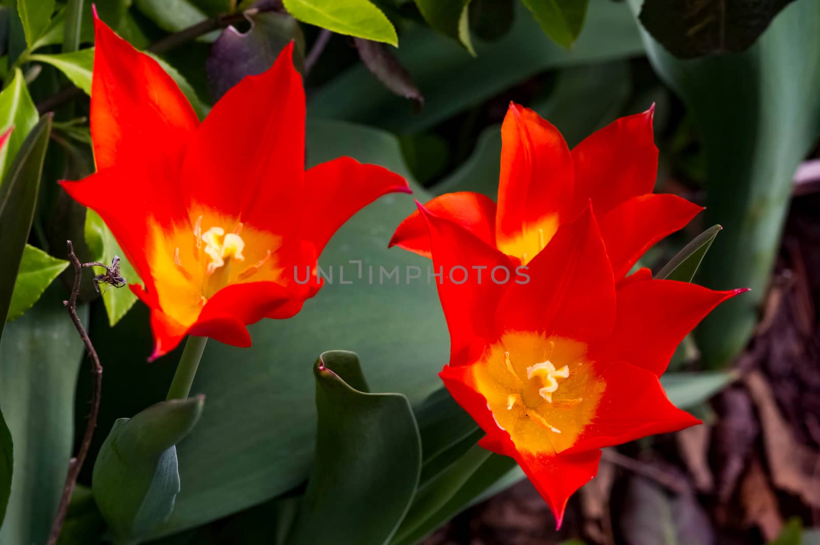 Three yellow and orange tulips in a garden.