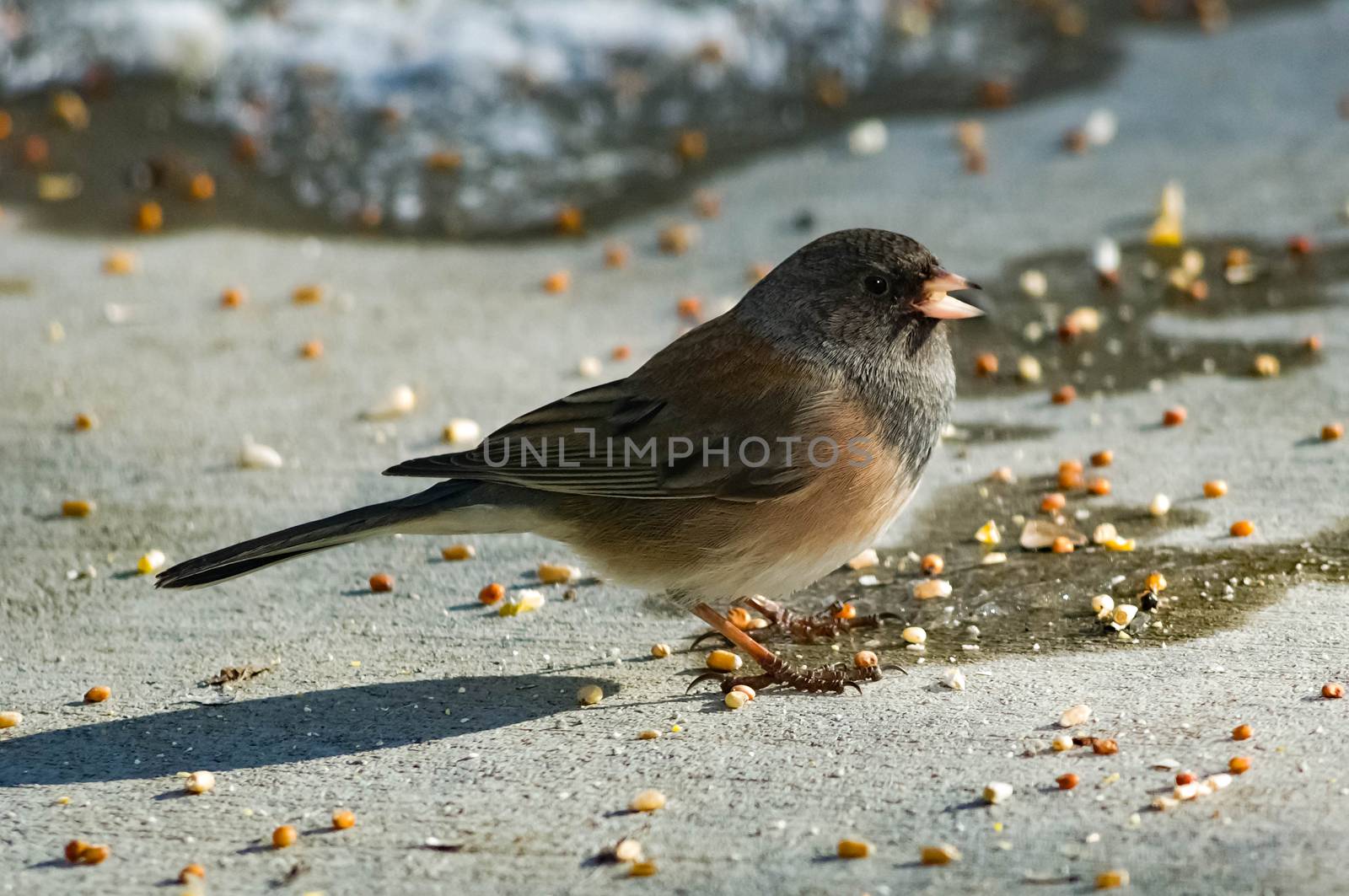 One Dark-eyed Junco.