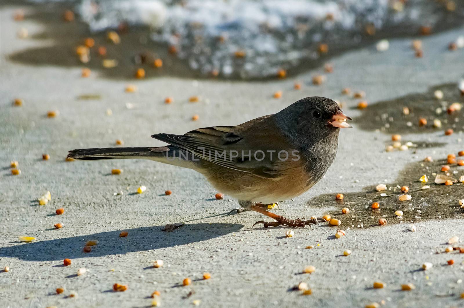 One Dark-eyed Junco.