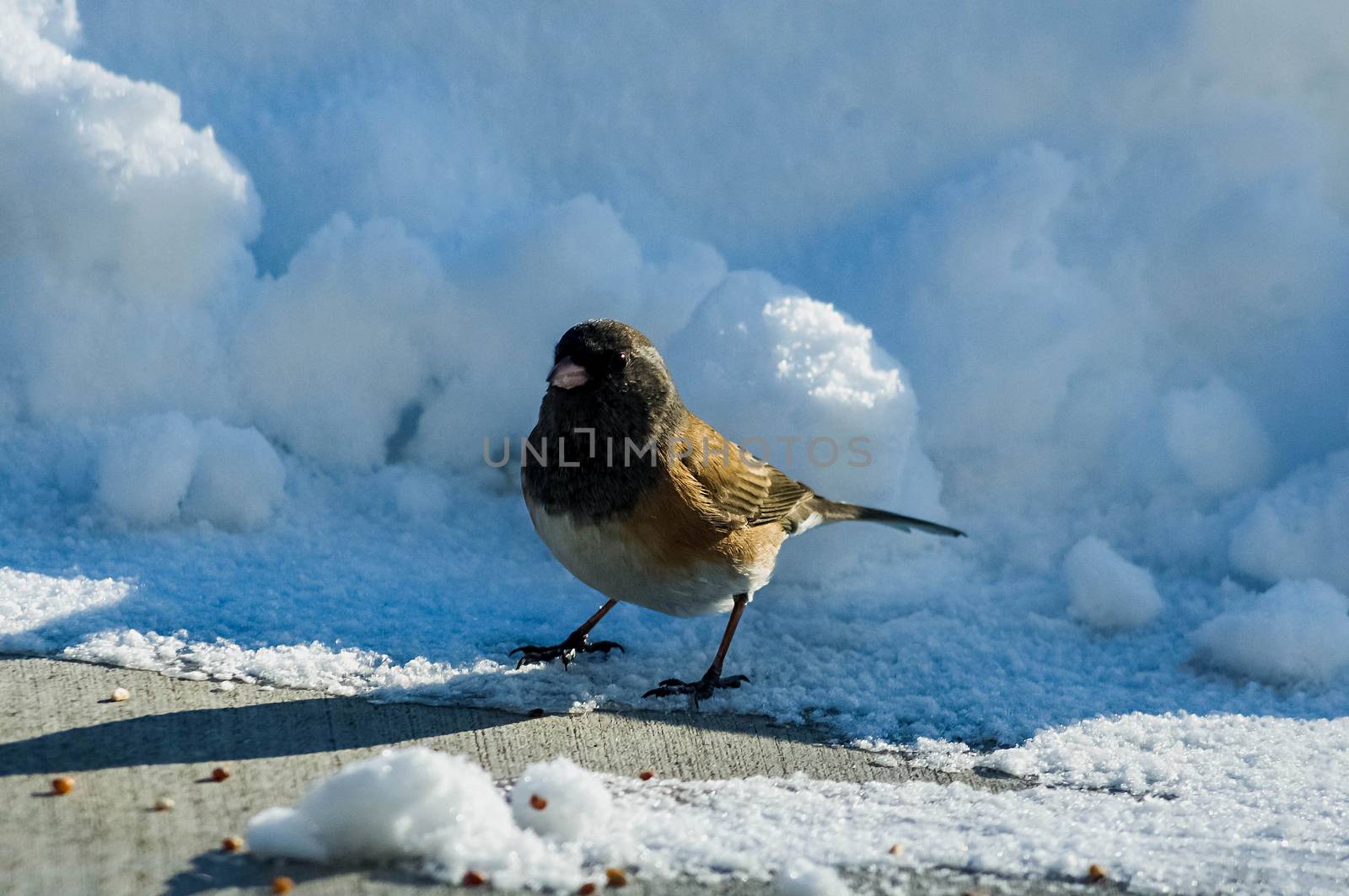 One Dark-eyed Junco.