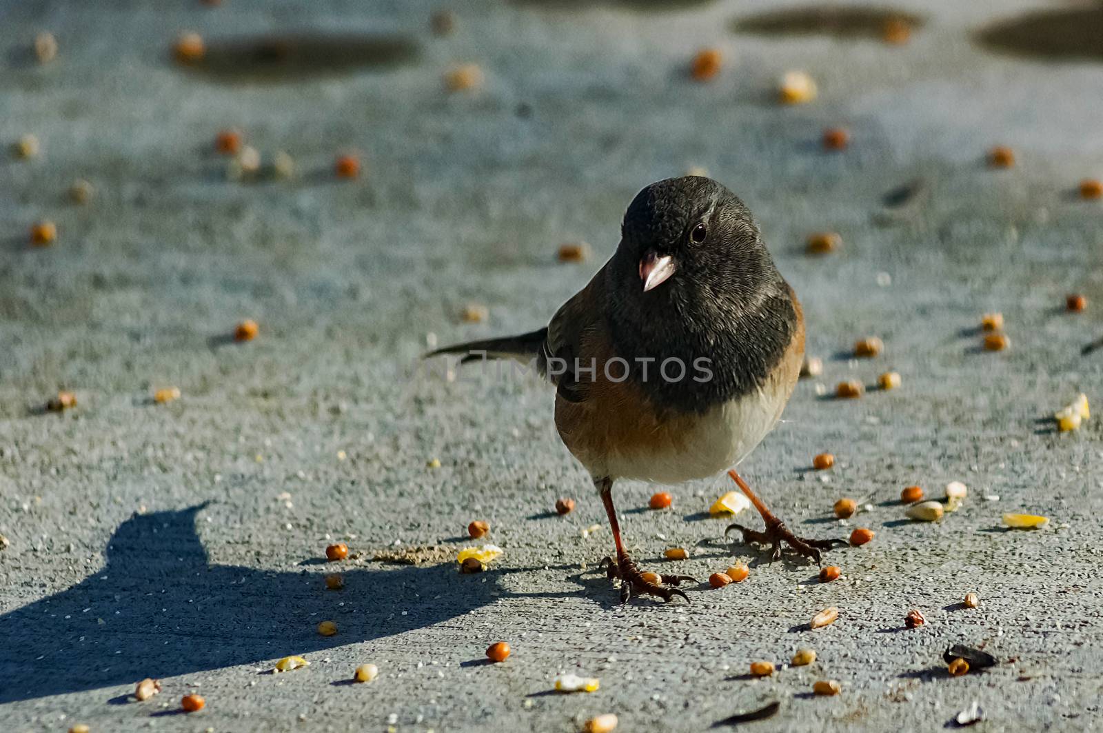 One Dark-eyed Junco.