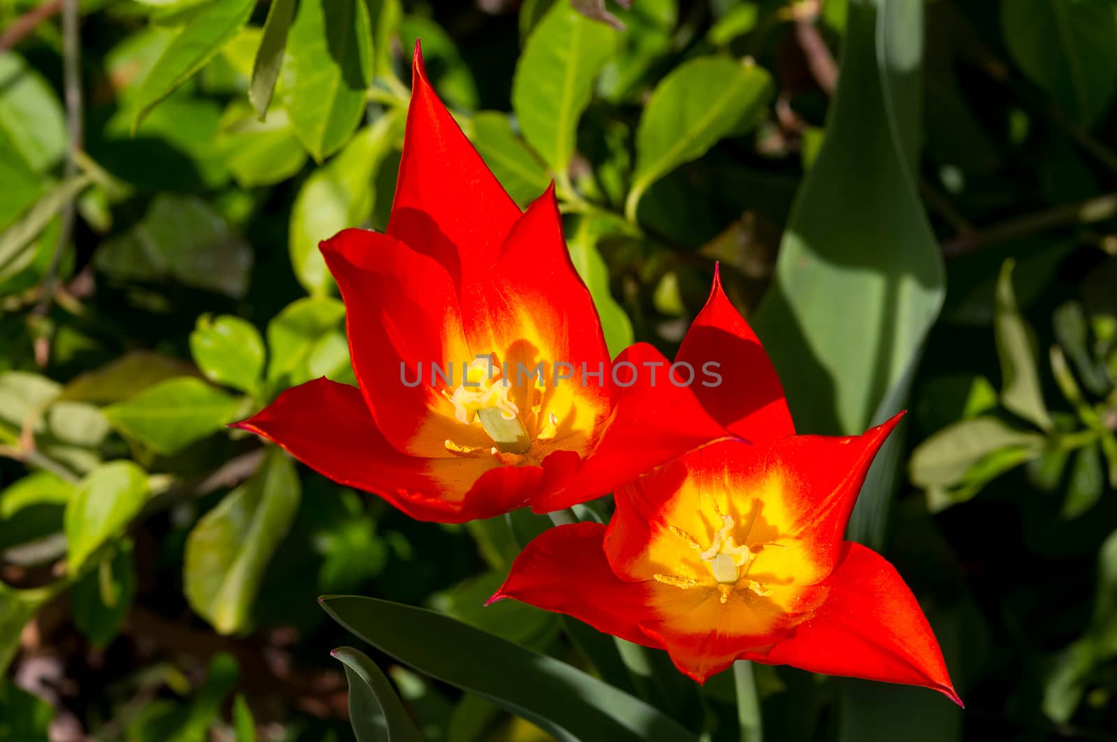 Two yellow and orange tulips in a garden.