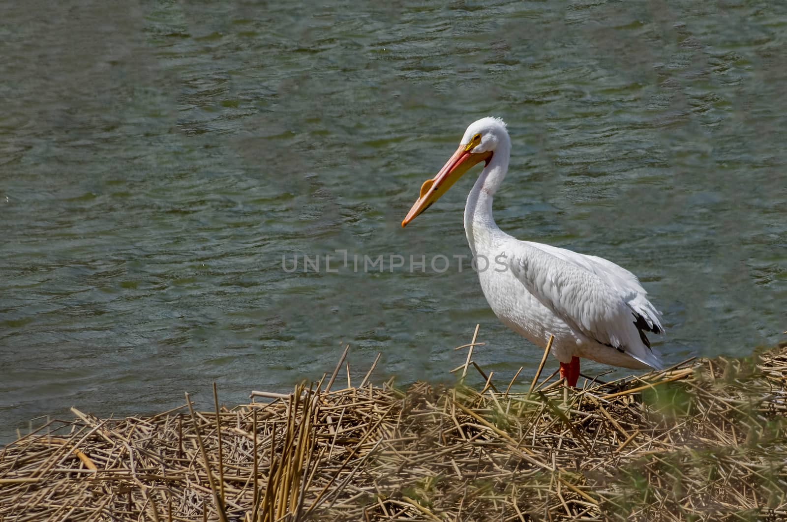 One white pelican by a river.