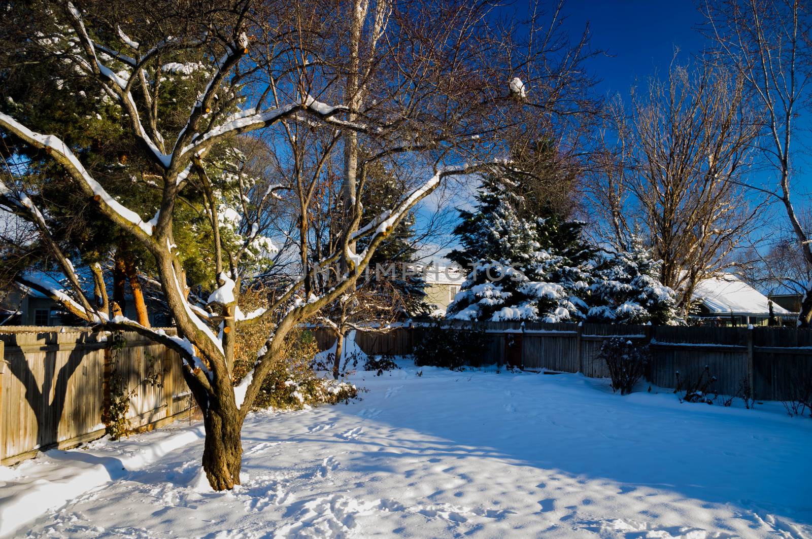 A snow covered yard with a blue sky.