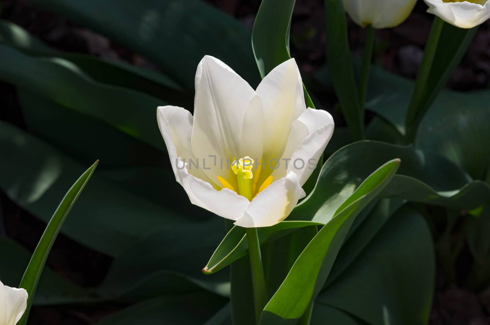 A close-up of one white tulip in a garden.