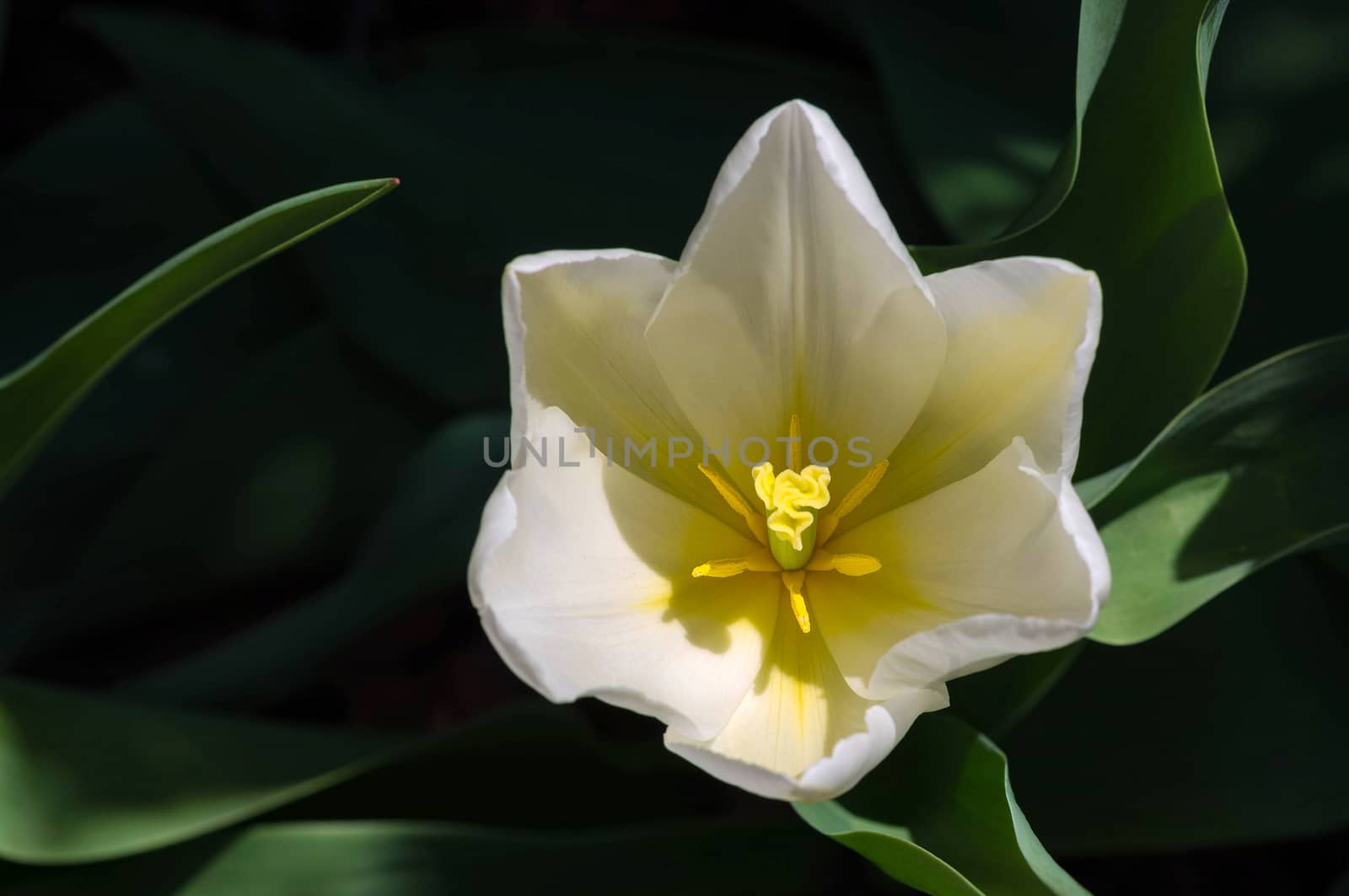 A close-up of one white tulip in a garden.