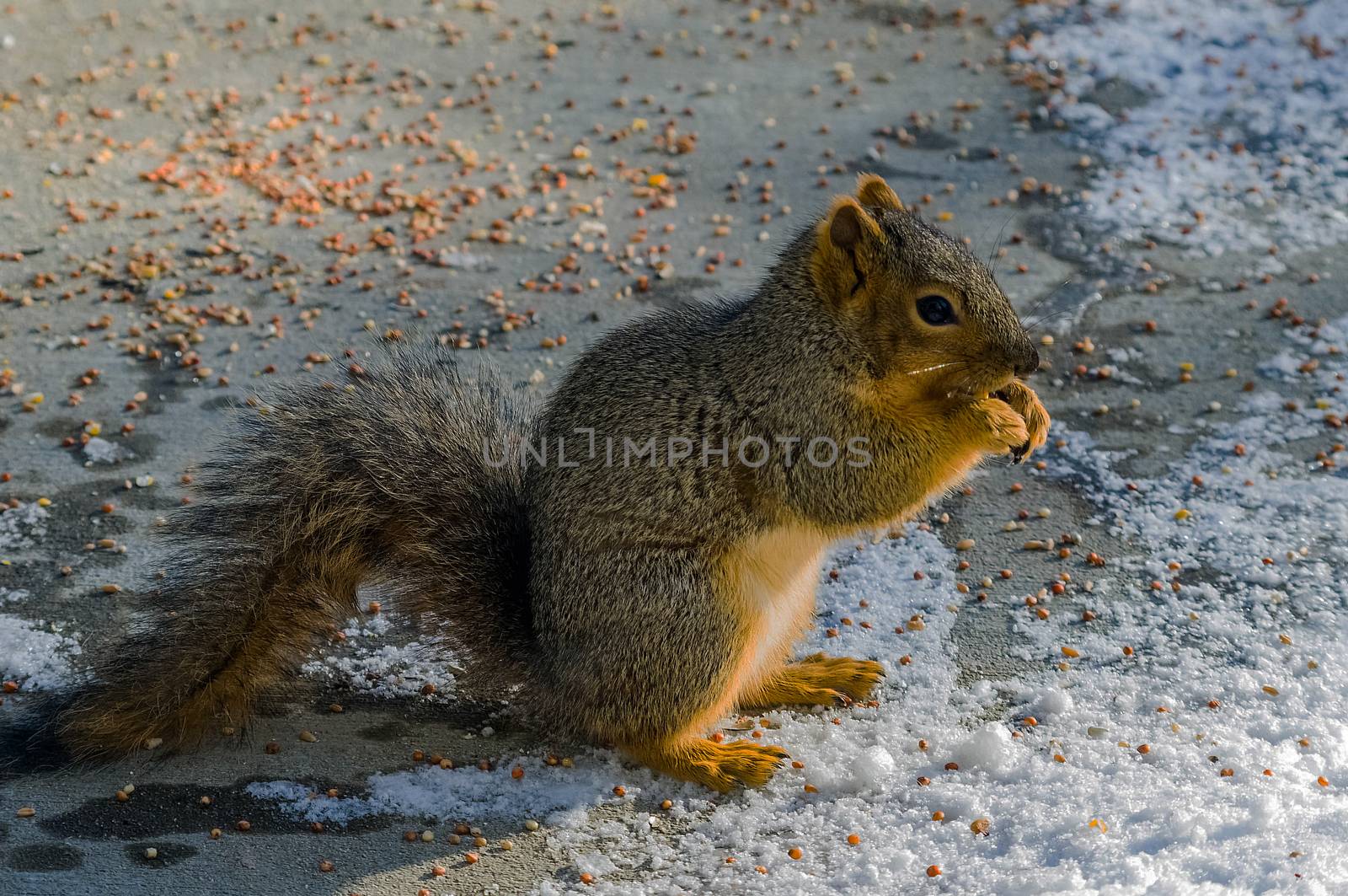 One squirrel eating food in the snow.