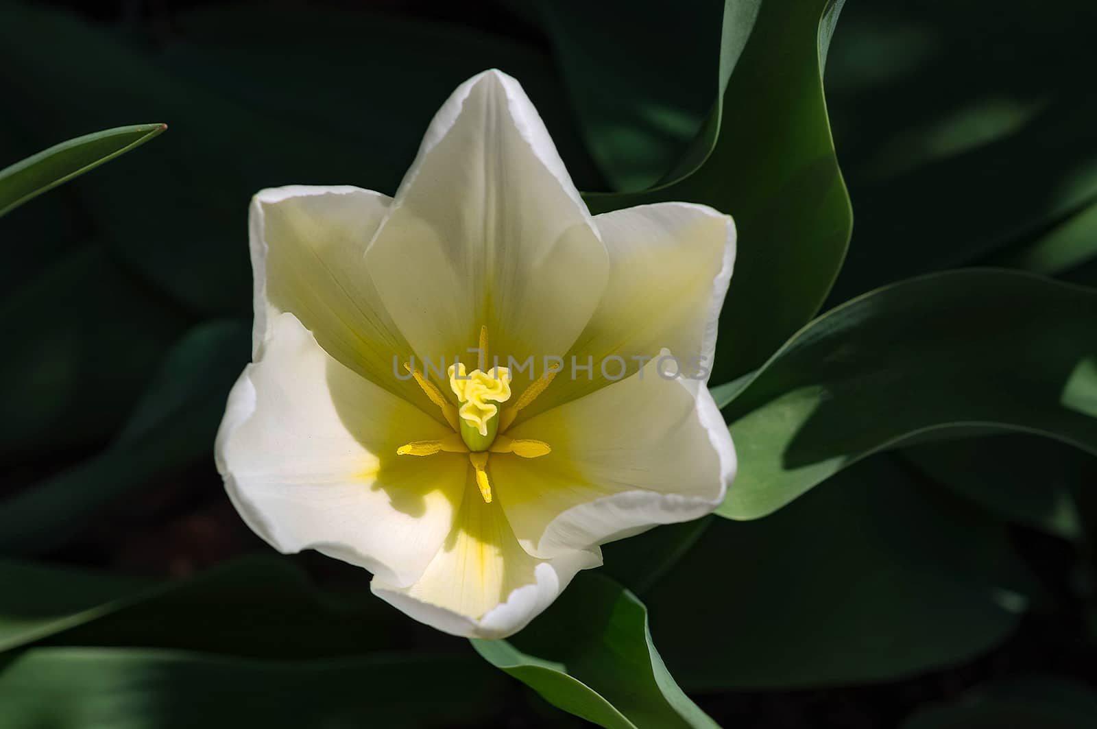 A close-up of one white tulip in a garden.