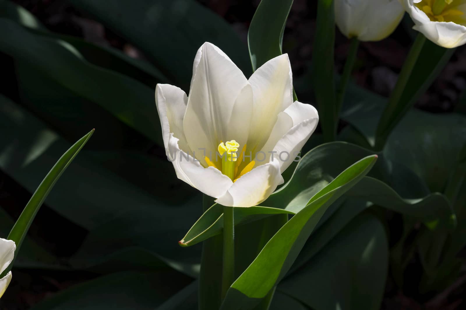 A close-up of one white tulip in a garden.