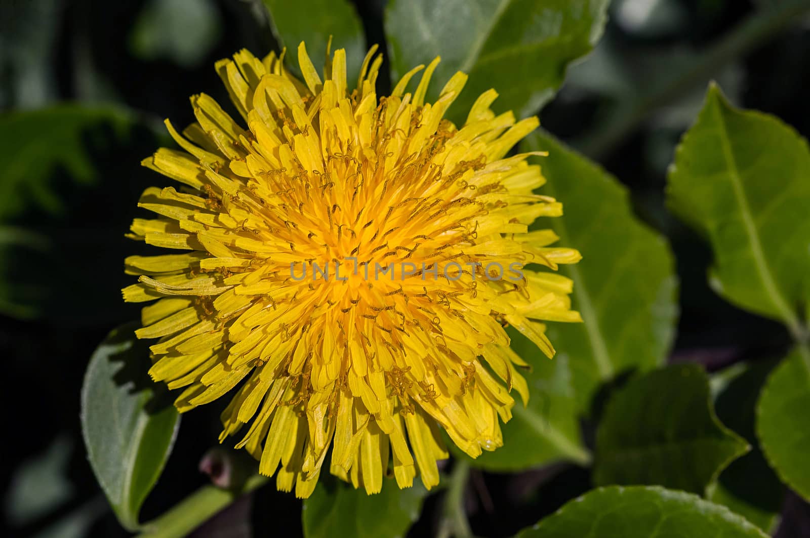 A close-up of one dandelion in a garden.