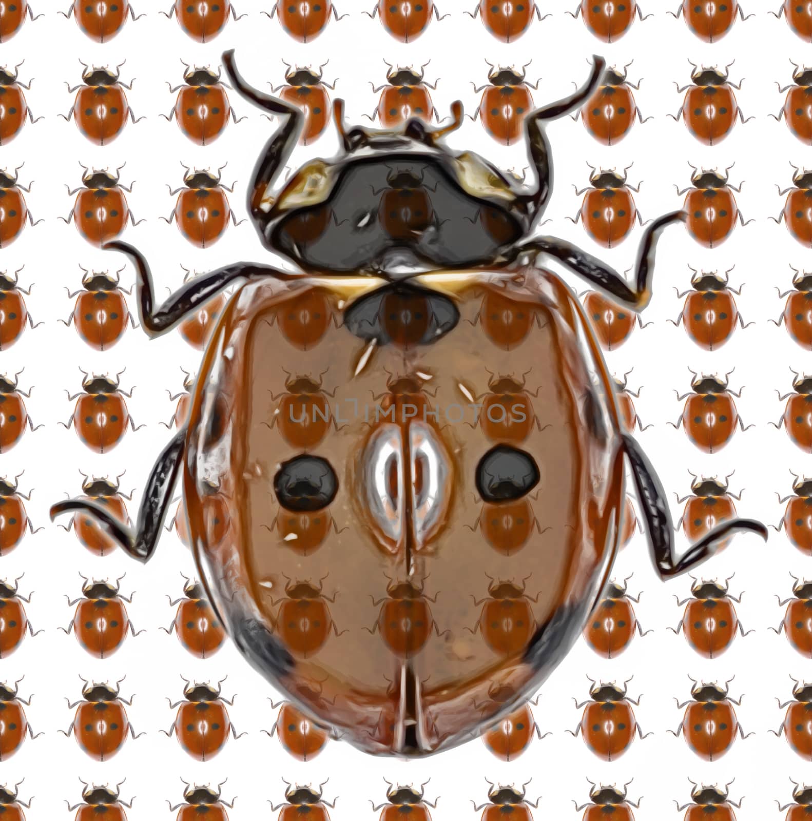 Ladybug Photo Pattern  -  Seven-spot Ladybird on white Background