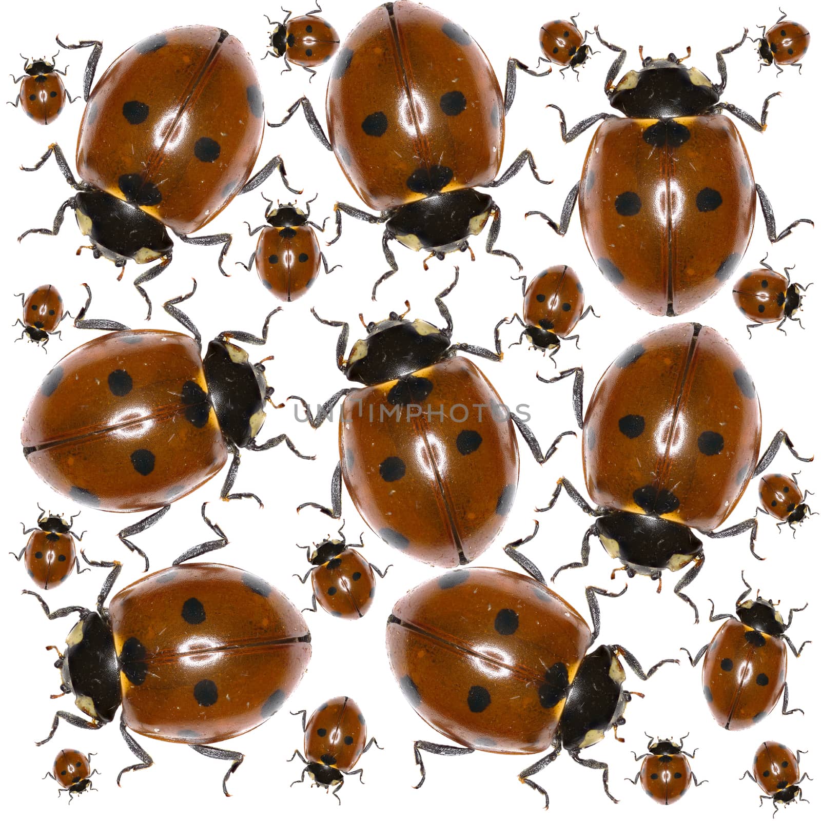Ladybug Photo Pattern  -  Seven-spot Ladybird on white Background by gstalker