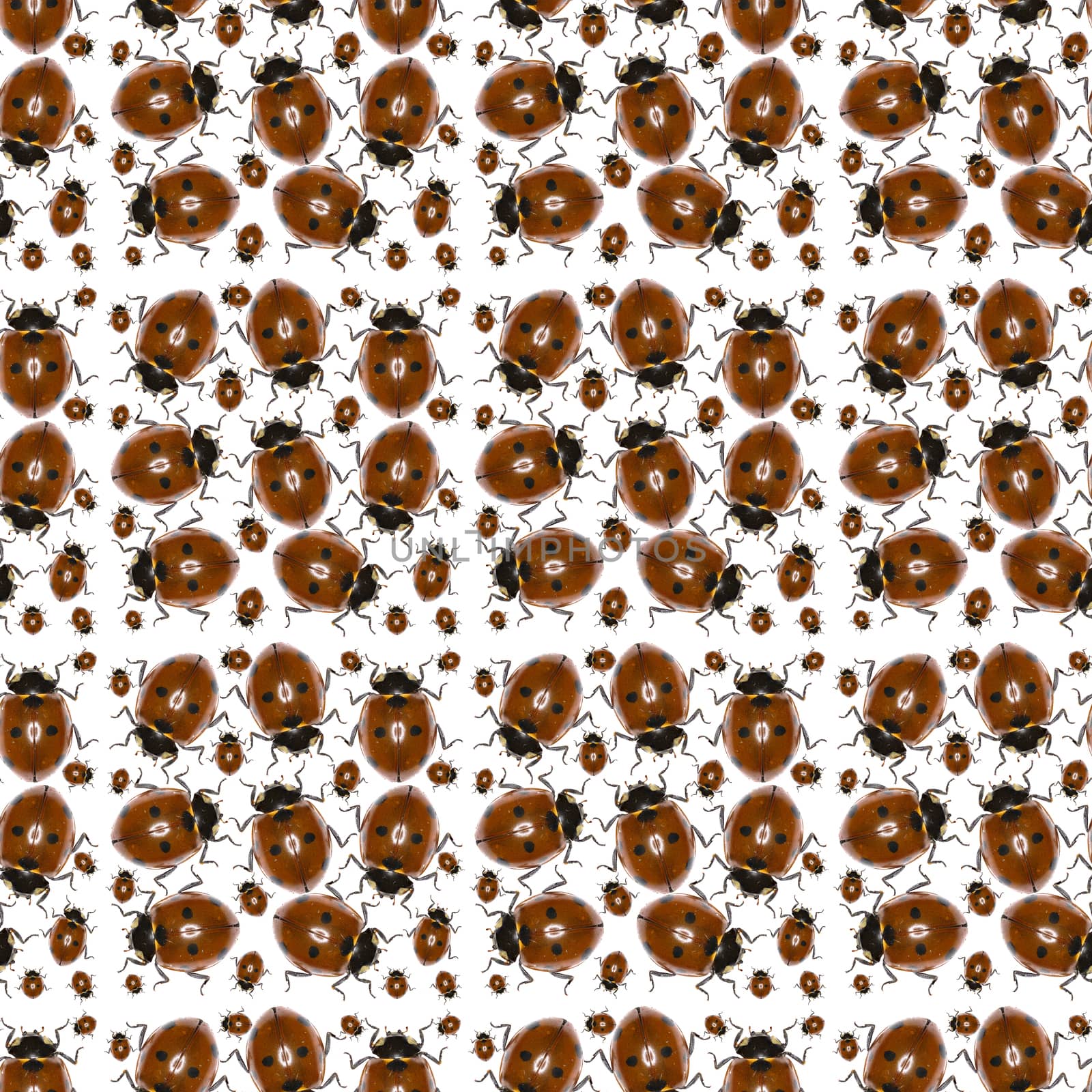 Ladybug Photo Pattern  -  Seven-spot Ladybird on white Background