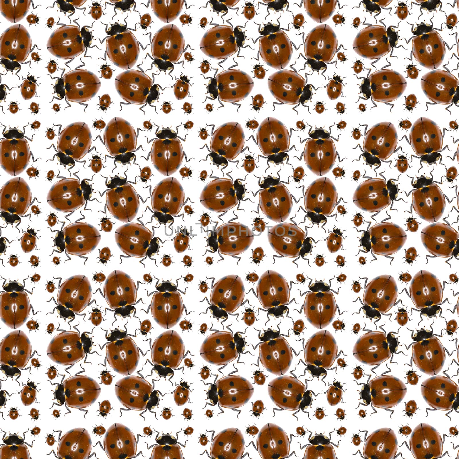 Ladybug Photo Pattern  -  Seven-spot Ladybird on white Background