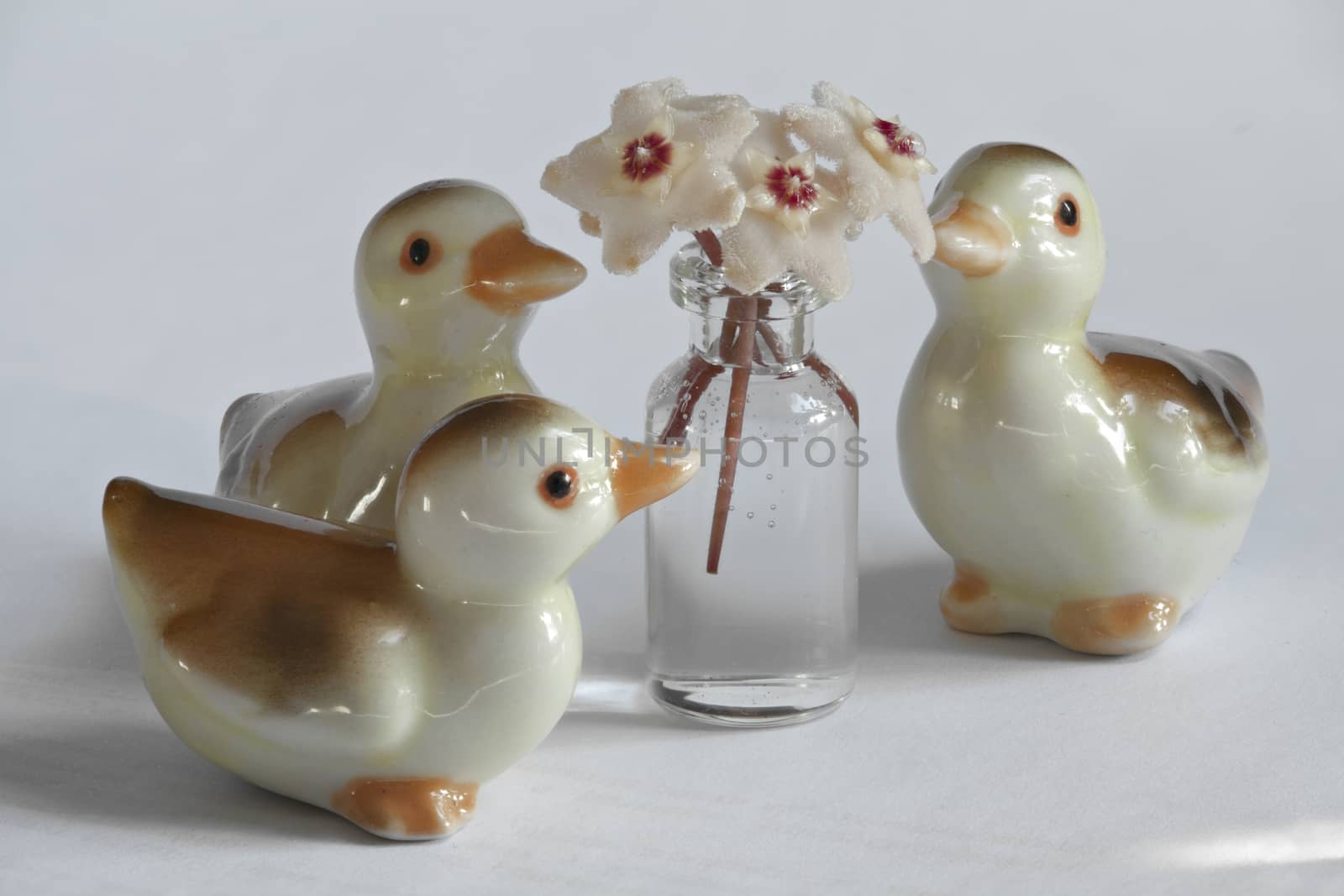 Ducklings and Hoya flowers by mrivserg
