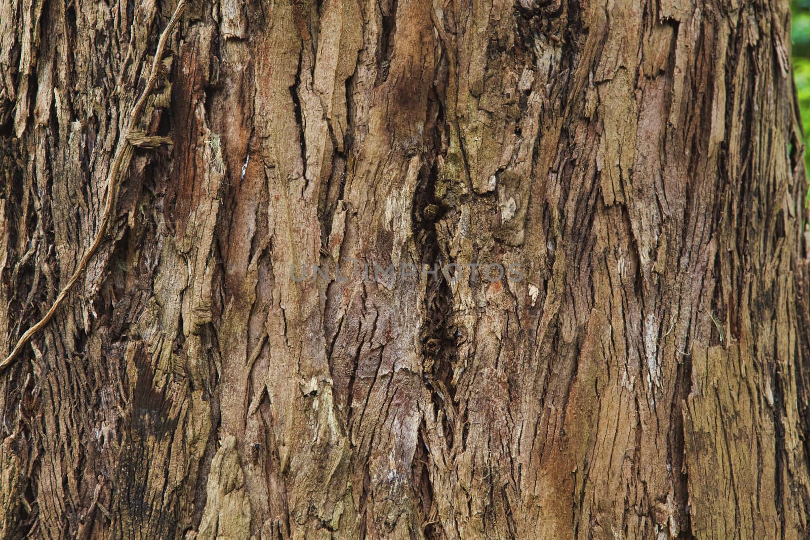 Closeup of the bark of an old tree by kalnenko
