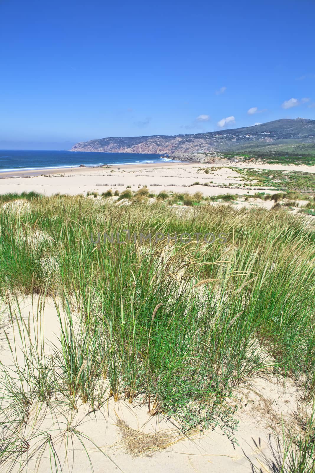 Sand dunes and beach landscape on sunny summer day by kalnenko