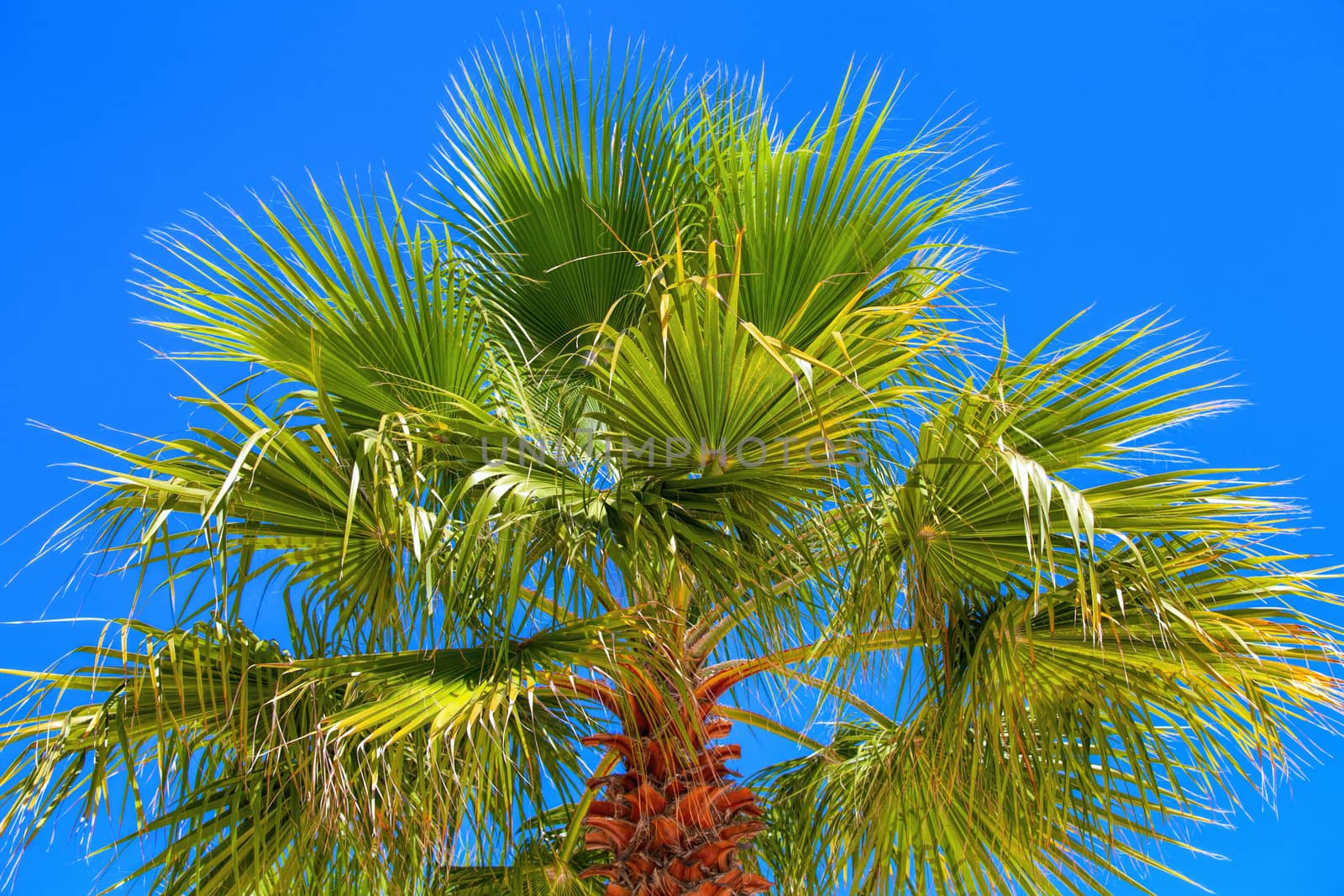 palm tree close-up against the blue cloudless sky