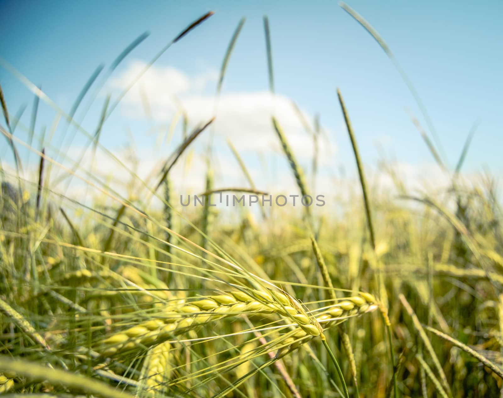 Retro FIltered Wheat Field In The Summer Sun