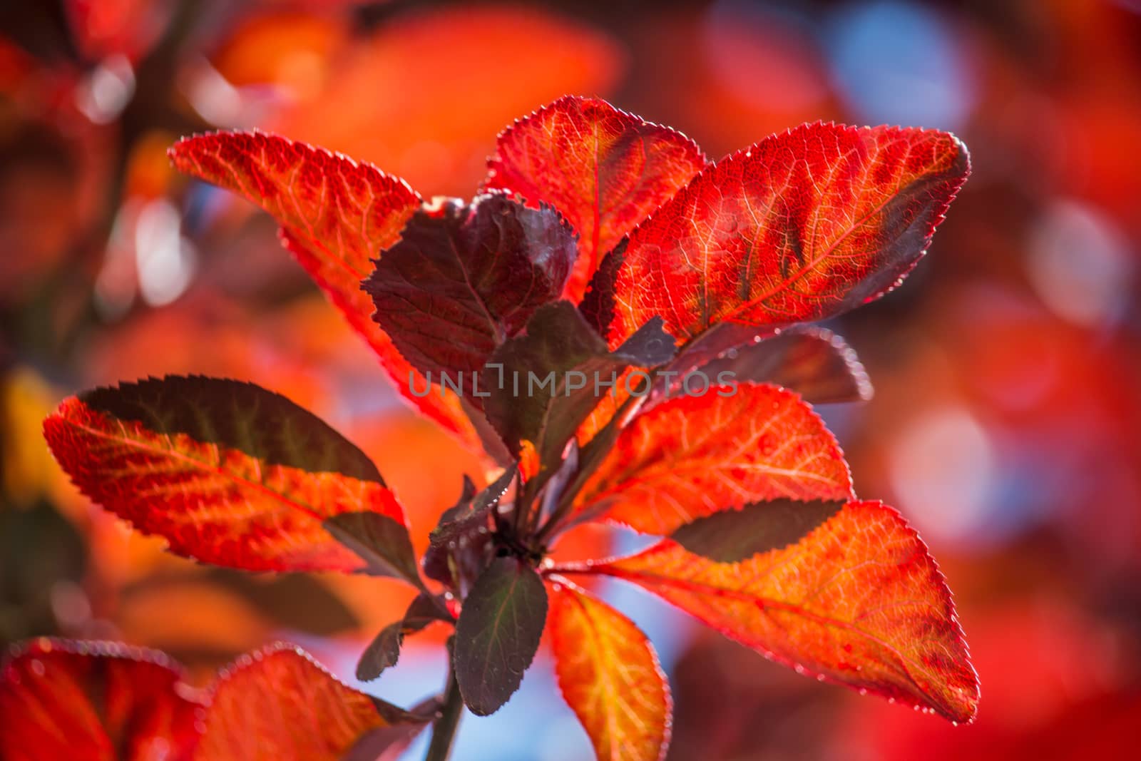 Red leaf with sunlight. by pkpanjan@gmail.com
