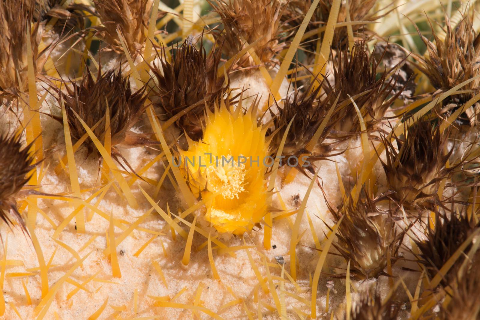 Golden Barrel Cactus in desert.