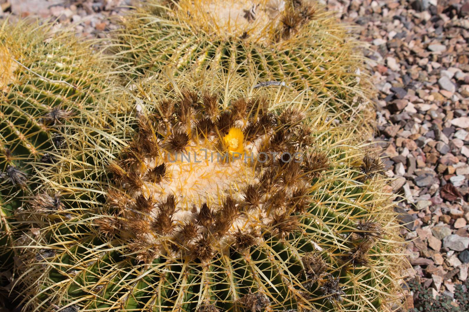 Golden Barrel Cactus in desert.