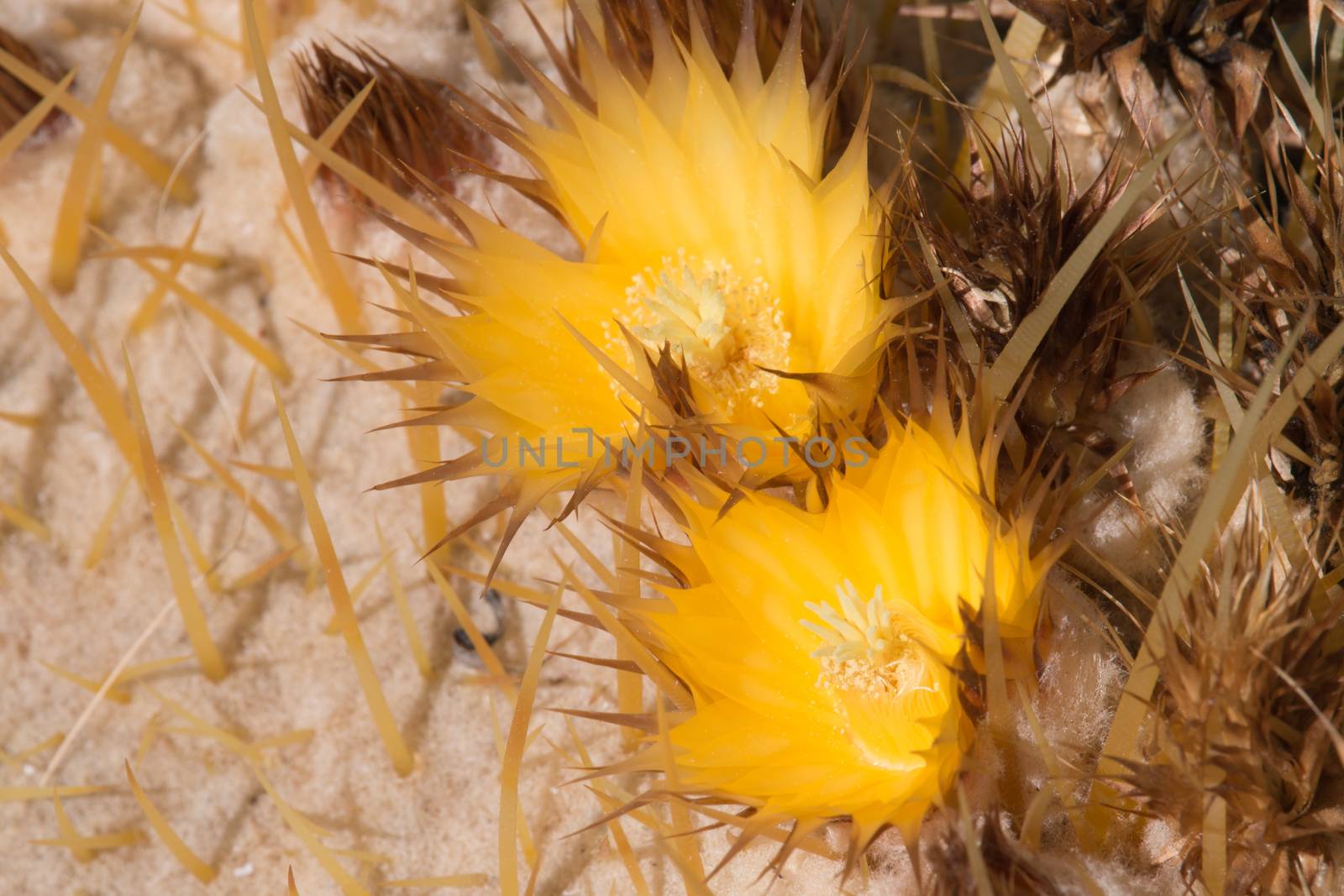 Golden Barrel Cactus in desert.