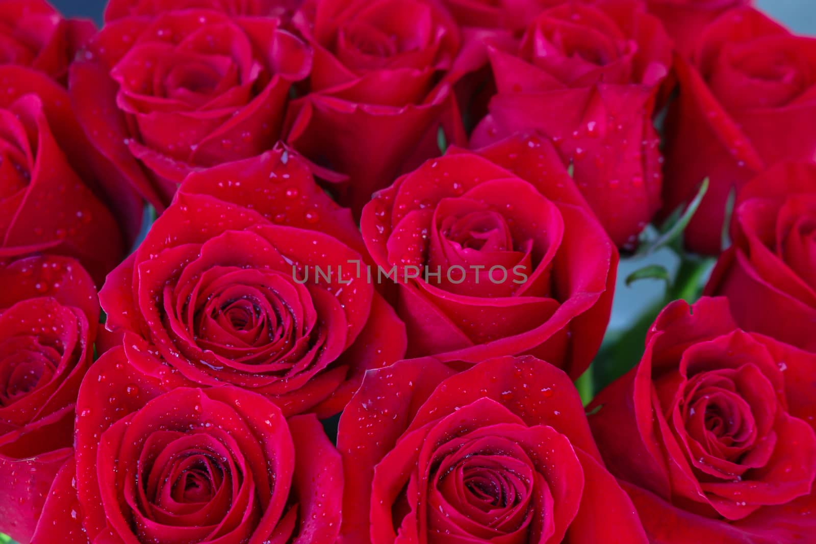 Close up of red roses and water drops.