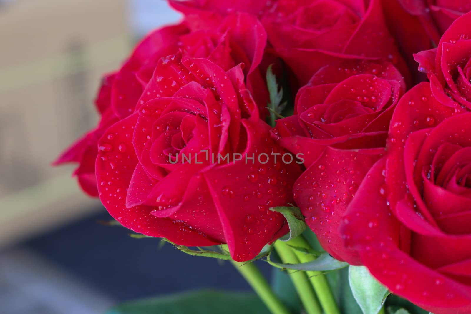 Close up of red roses and water drops.