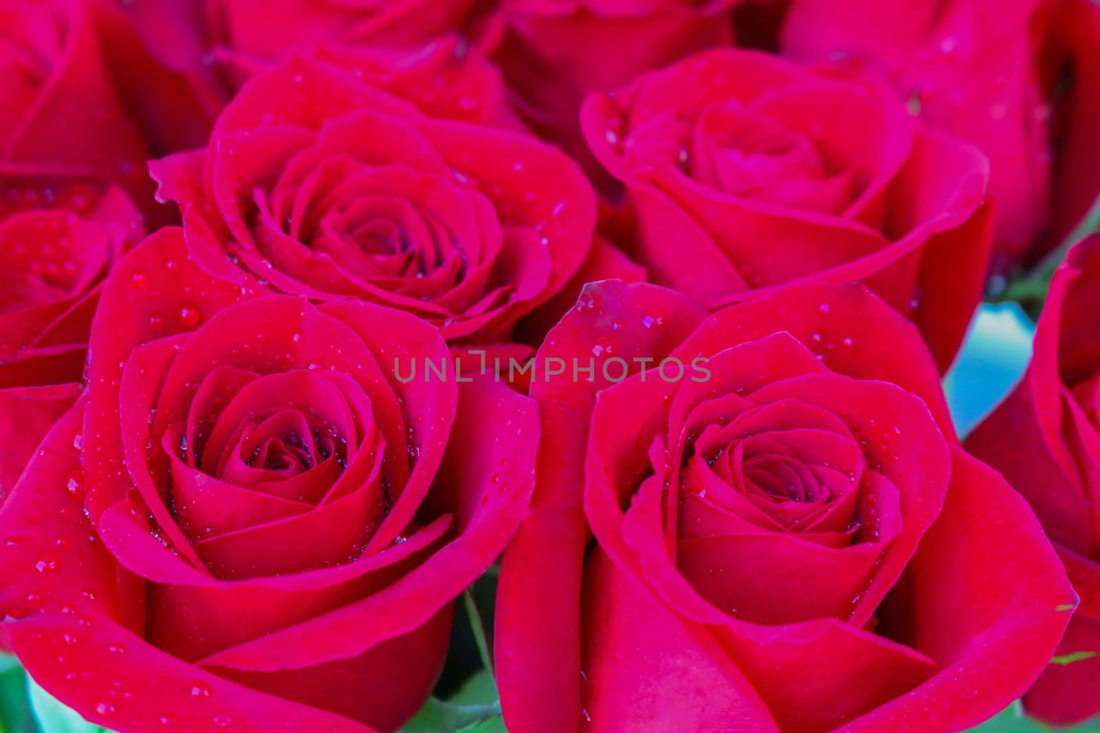 Close up of red roses and water drops.