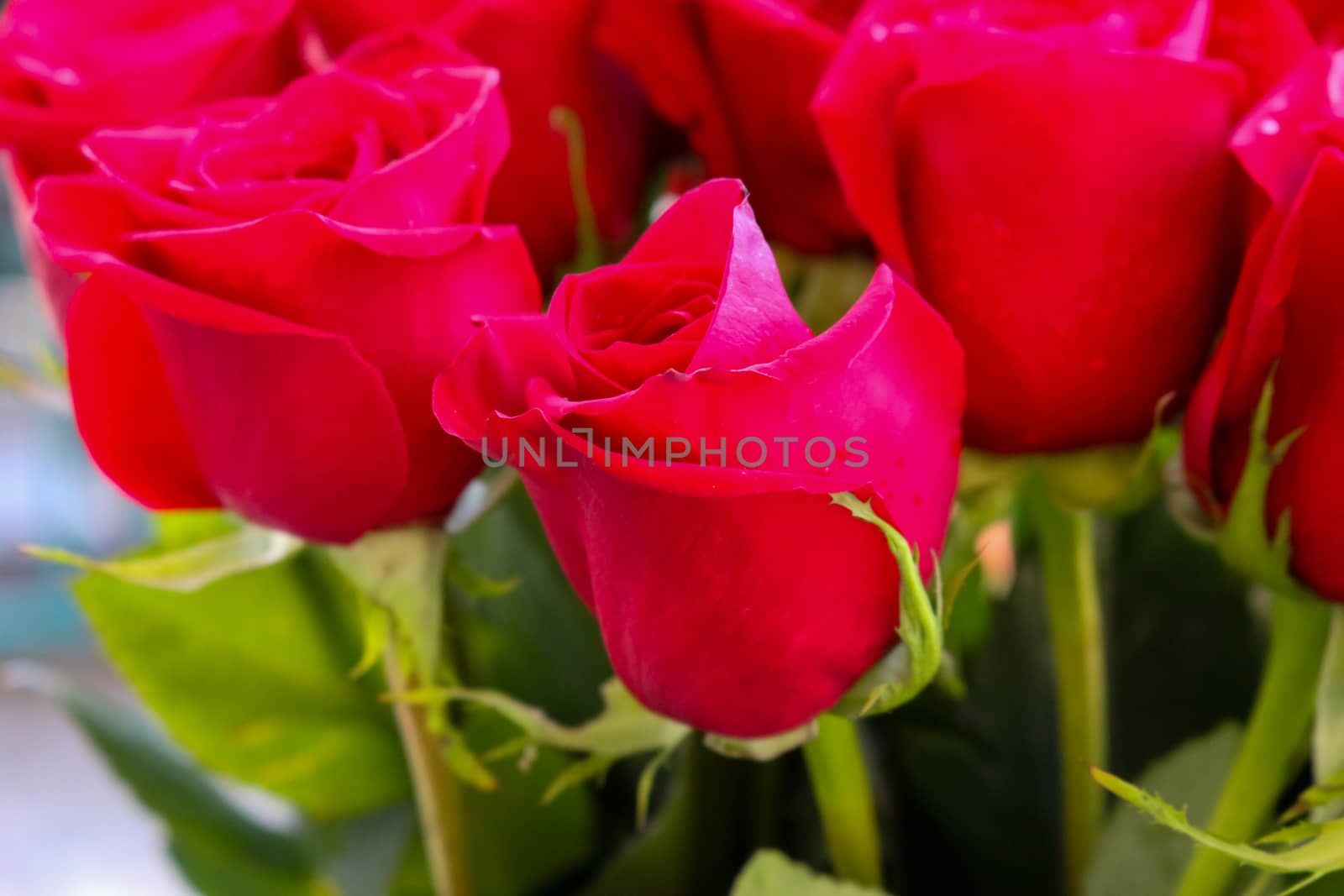 Close up of red roses and water drops.