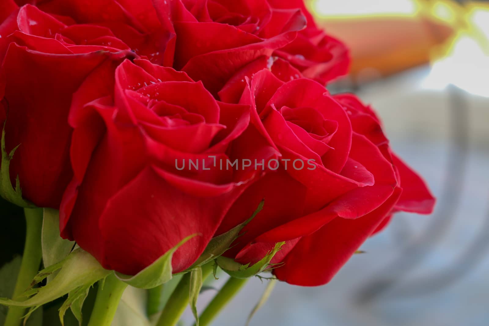 Close up of red roses and water drops.