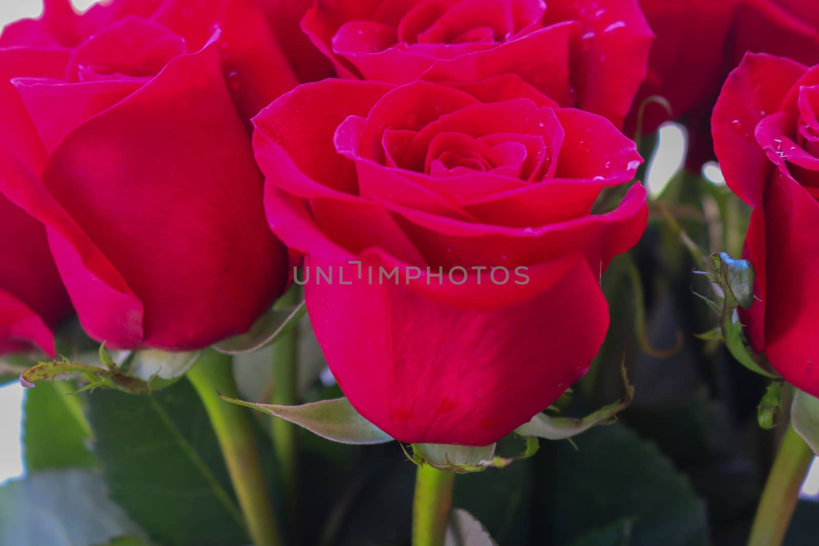 Close up of red roses and water drops.