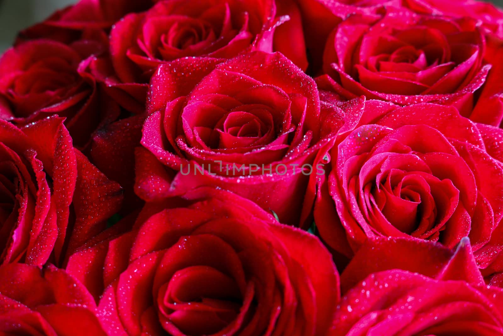 Close up of red roses and water drops.