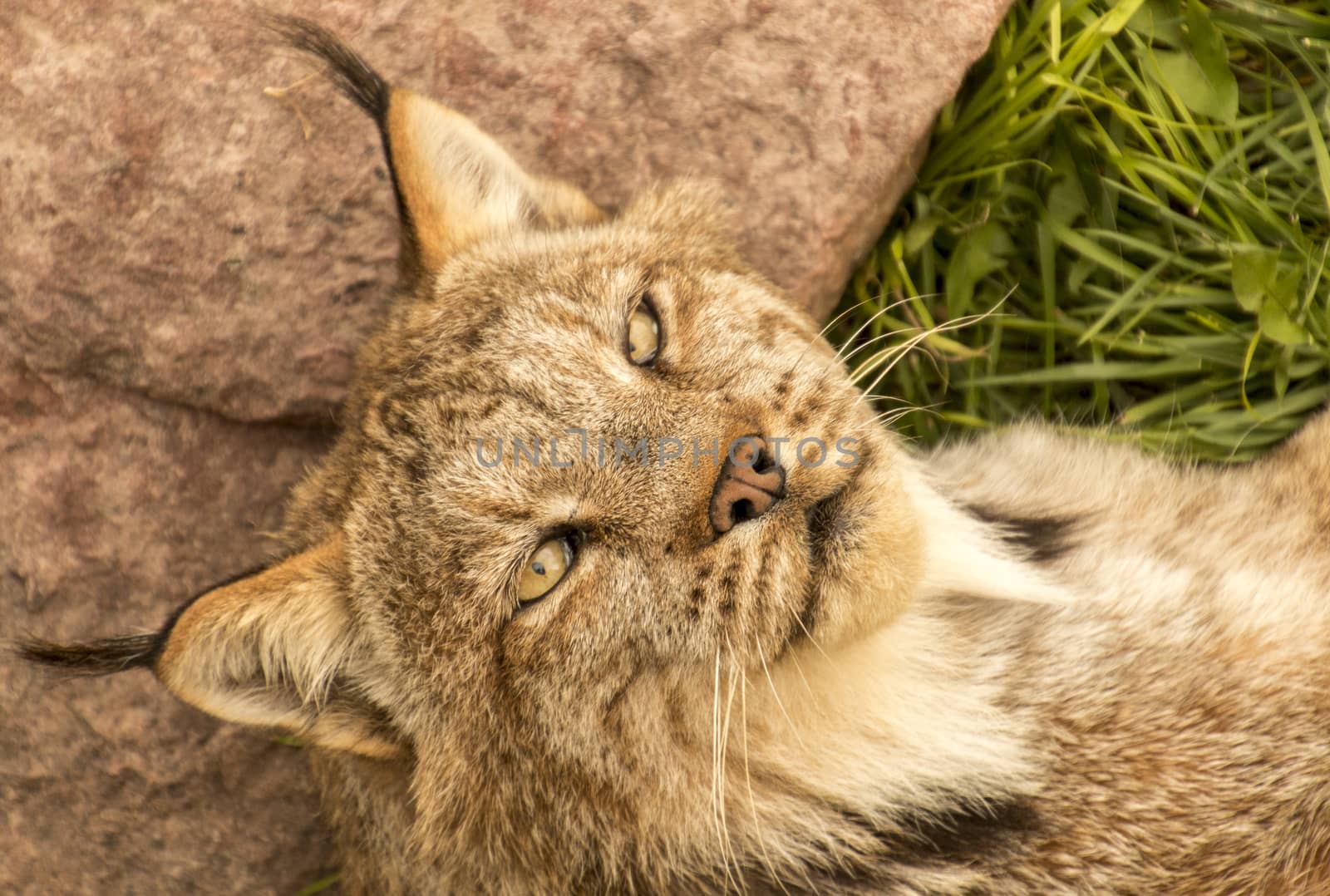 A lynx in captivity relaxing on the grass.