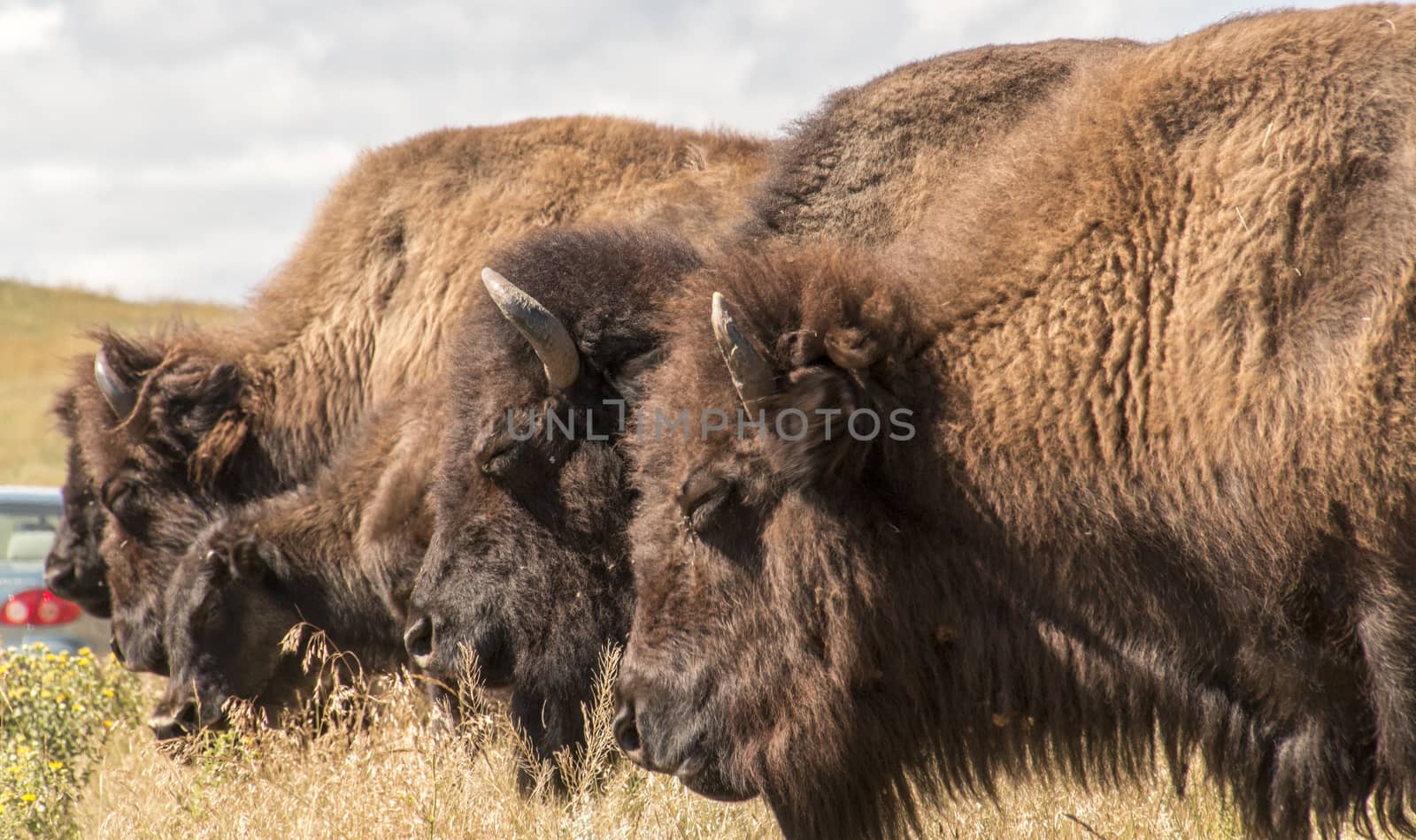 A herd of wild buffalo in Custer State Park, South Dakota.