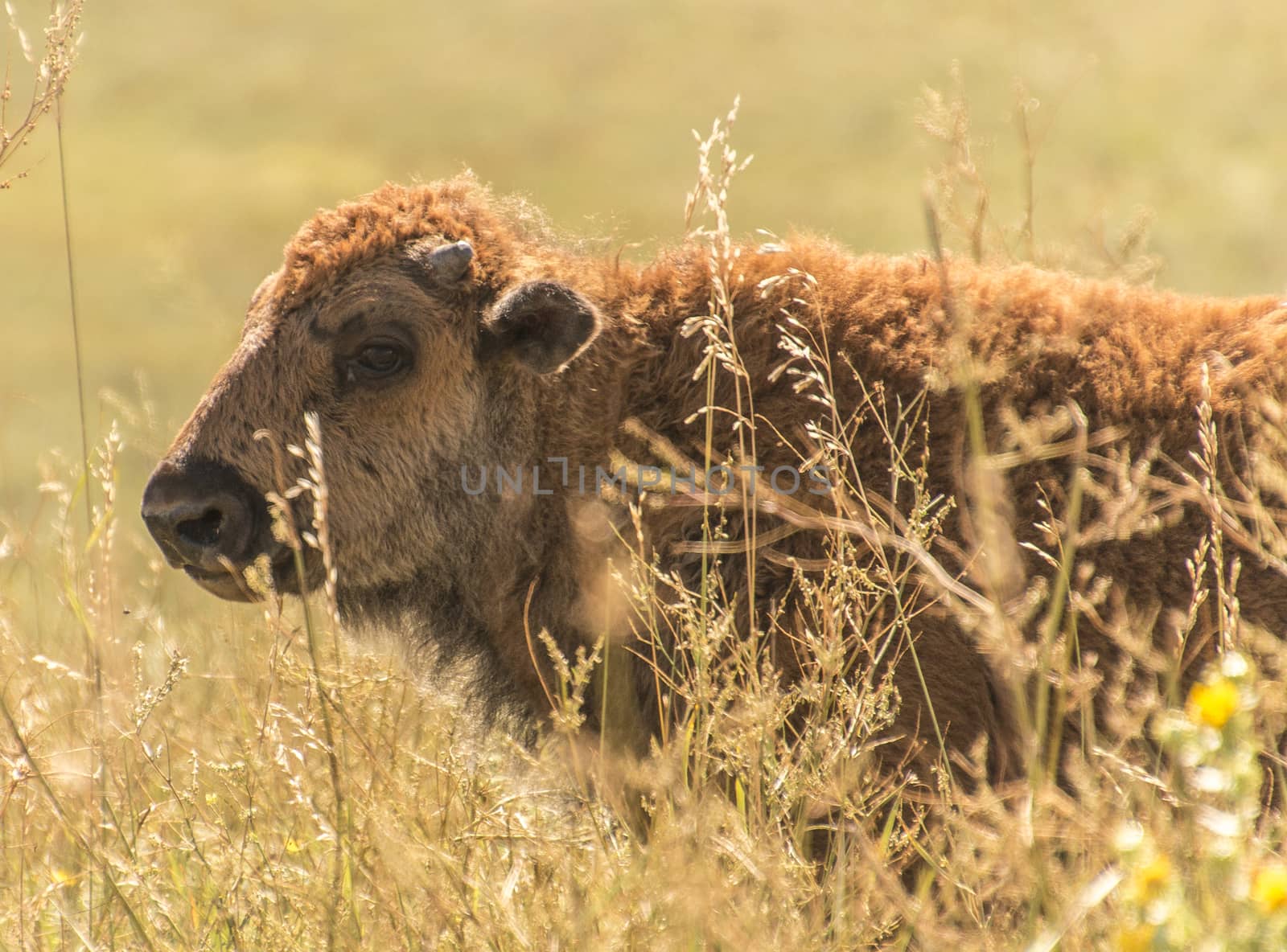 A buffalo calf in Custer State Park, South Dakota.