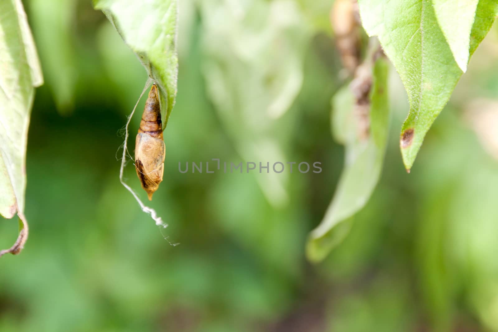 Blank chrysalis butterfly hanging on leaves in nature